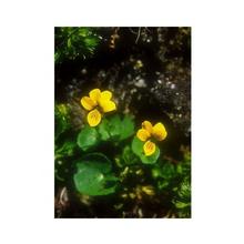 Essenze Floreali di Ricerca dell'Alaska: Yellow Violet (Viola biflora)