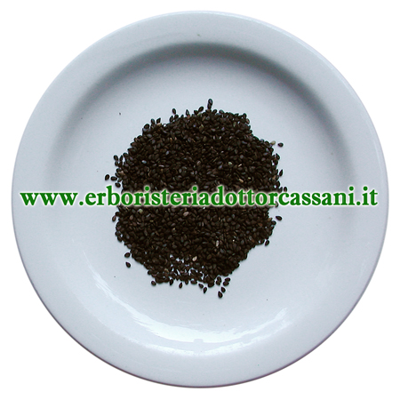 Vendita semi di sesamo nero sesamum indicum per cucina; spezie e piante  officinali online