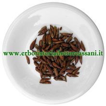 PIANTA OFFICINALE Pioppo nero gemme (Populus nigra L.) 500 grammi