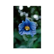 Essenze Floreali di Ricerca dell'Alaska: Blue Poppy (Meconopsis grandis)