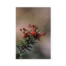 Essenze Floreali di Ricerca dell'Alaska: Crowberry (Empetrum nigrum)