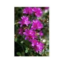 Essenze Floreali di Ricerca dell'Alaska: Lapland Rosebay (Rhododendron lapponicum)