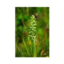 Essenze Floreali di Ricerca dell'Alaska: Northern Green Orchid (Platanthera hyperborea)