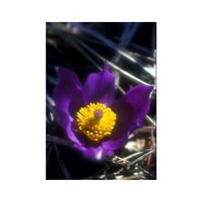Essenze Floreali di Ricerca dell'Alaska: Pasque Flower (Pulsatilla patens)