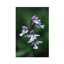 Essenze Floreali di Ricerca dell'Alaska: Round-Leaf Orchid (Amerorchis rotundifolia)