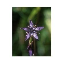 Essenze Floreali di Ricerca dell'Alaska: Star Gentian (Swertia perennis)
