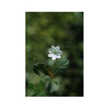 Essenze Floreali di Ricerca dell'Alaska: Starflower (Trientalis europea)