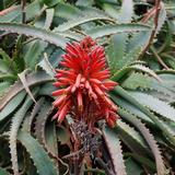 Aloe Arborescens ( Arborescens Miller )