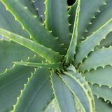 Aloe Vera ( Aloe barbadensis Miller )
