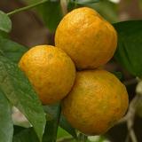 Arancio amaro ( Citrus aurantium ) 