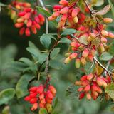 Crespino (Berberis vulgaris L.)