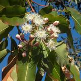 Olio essenziale Eucalipto (Eucalyptus globulus Labill.)