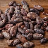 Cacao ( Theobroma cacao L. )