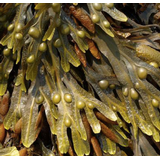 Alga Bruna o Quercia Marina (Fucus Vesciculosus)
