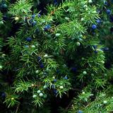 Olio essenziale Ginepro ( Juniperus communis L. )