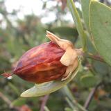 Olio di jojoba (buxus chinensis)