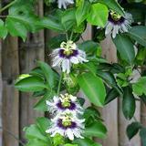 Passiflora (Passiflora inacarnata L.)