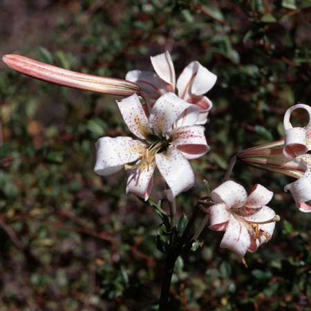 Shasta Lily fiore californiano