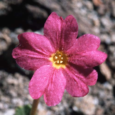 Sierra Primrose fiore californiano