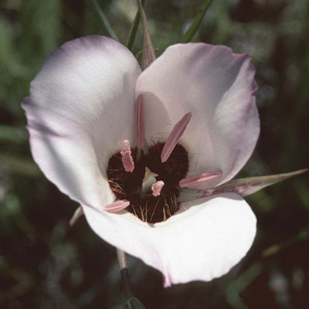 fiore californiano Splendid Mariposa Lily 